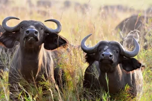 Two buffaloes at Lake Mburo National Park Uganda Africa