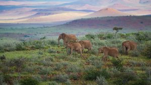 A herd of Elephants grazing at Damaraland desert Namibia Africa