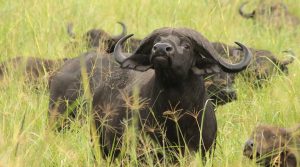 A herd of buffaloes at savannah plains of Queen Elizabeth national Park Uganda.