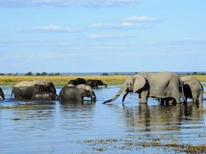 A herd of elephants at Chobe National Park Botswana Africa