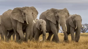 A herd of Elephants at Etosha national park Namibia Africa
