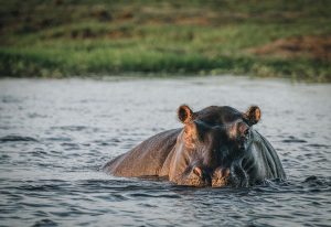 A hippopotamus at Chobe National Park Botswana
