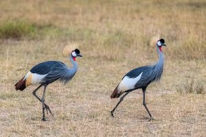 A pair of gray crowned-cranes at Serengeti National Park Tanzania Africa
