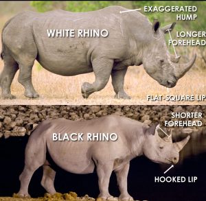  A photo image Difference between black rhino and white rhino