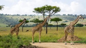 A tower of giraffes at Serengeti National Park. Tanzania 