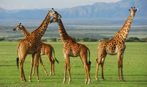 A tower of giraffes at Serengeti-National-Park Tanzania Africa