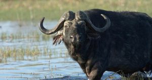 A bufalo at Okavango Delta Botswana Africa