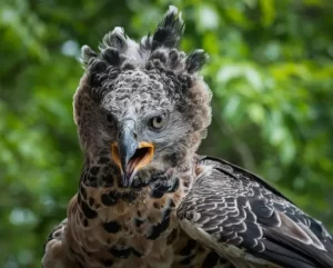 African Crowned Eagle Uganda Africa