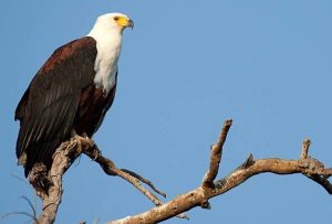African Fish Eagle Africa