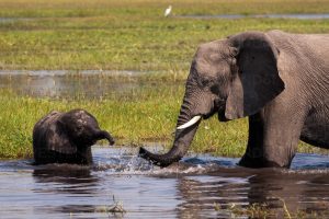 African mother elephant and her calf at Okavango Delta Botswana Africa