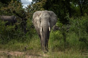 African savannah elephant at Queen Elizabeth national park Uganda