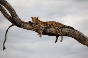Leopard hanging on a tree branch at Okavango delta Botswana Africa