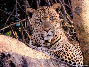 A leopard resting on the branch of a tree at Queen Elizabeth National Park Uganda Africa.