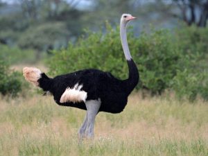An ostrich at Kidepo Valley National Park Uganda Africa