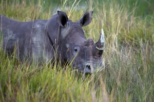 A rhinoceros at Okavango Delta Botswana Africa