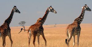 A tower of 3 giraffes on the move at Masai Mara Game Reserve Kenya