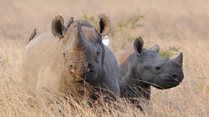 Black rhinos mother and her calf at Masai Mara National Reserve Kenya.