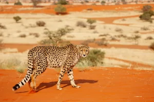 Cheetah wondering through karahari desert Namibia