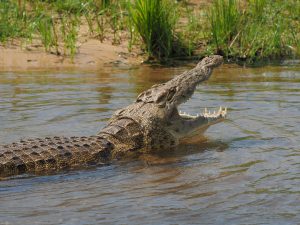 Crocodile at Kazinga channel Queen Elizabeth National Park Uganda. 