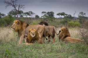 Four male lions on the hunting spree look out at Kruger National Park South Africa