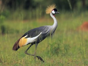 Grey Crowned Crane at Lake Bunyonyi island Africa