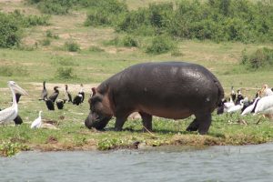A Hipopotamus and lots of bird species at Kazinga channel in Queen Elizabeth national park Uganda