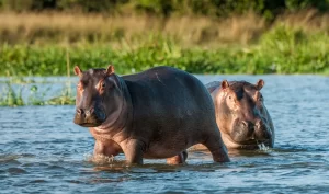 Hippopotamuses at victoria Nile Murchison falls National park Uganda Africa