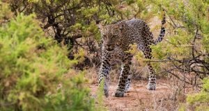 http://xaviersafaris.com/ Africa/ a leopard at Samburu national game reserve Kenya