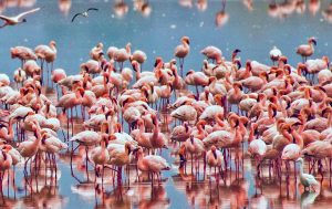 flamboyance of Lesser Flamingo at Lake Manyara national park Tanzania