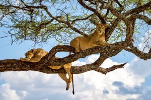 Two Lionesses resting on a branch of a tree at Lake Manyara National Park Tanzania