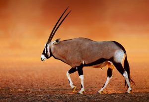Gemsbok ( Oryx gazella) on dusty desert plains at sunset. Kalahari Desert Namibia Africa