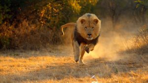 Male lion running through the savannah in Africa
