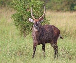Male water buck at Queen Elizabeth national park Uganda