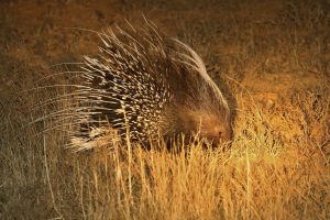 Porcupine seen late evening at Queen Elizabeth National park Uganda