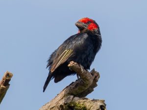 Red face barbet Africa