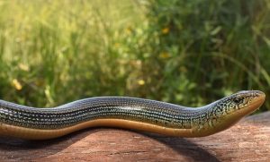 Snake lizard at Queen Elizabeth National Park Uganda