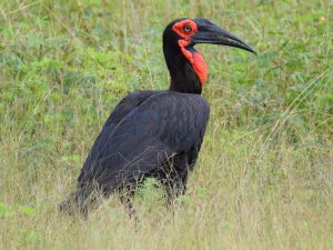 Northern Male Abyssinian ground hornbill at Murchison falls National Park Uganda Africa