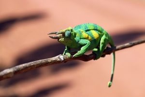 Three-horned-chameleon-on-a-branch at Queen Elizabeth National Park Uganda