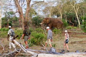 A game ranger and Three tourist viewing an elephant during a nature walk in Africa