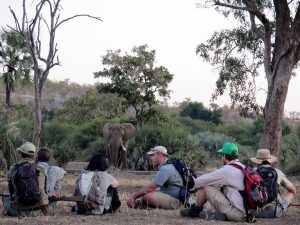Tourists and a ranger guide sitting down viewing an Elephant in Africa