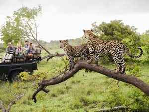 Tourists in a jeep viewing two leopards at Kruger National Park South Africa