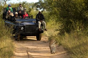Tourists in an open jeep viewing a leopard walk along a game track in Africa
