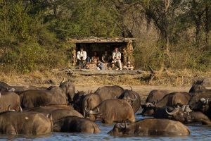 Tourists under a shade viewing a herd of buffaloes crossing a river in Africa
