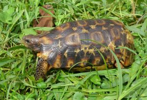 Western hinged tortoise at Queen Elizabeth National Park Uganda