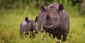 mother and calf black rhinoceros in Africa 