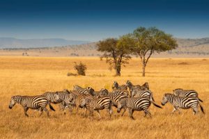 A Herd of Plains Zebras in the Serengeti National Park, Tanzania. 