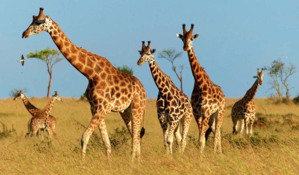 A tower of giraffes at Murchison falls national park Uganda Africa.