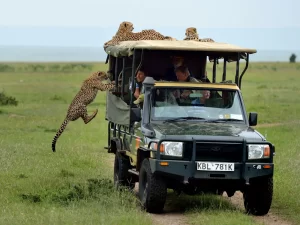 cheetah climbs tourist vehicle in Masai Mara national reserve Kenya Africa