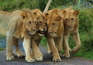 four male lions walking along a track at Akagera national park Rwanda