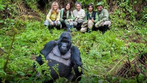 moutain siliver back gorilla at Bwindi Impenetrable national park Uganda